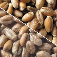 Grain diseases (mouldy grains)